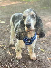 Load image into Gallery viewer, Adjustable Harness - You had me at Camo