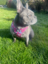 Load image into Gallery viewer, Adjustable Harness - Donut Underestimate Me